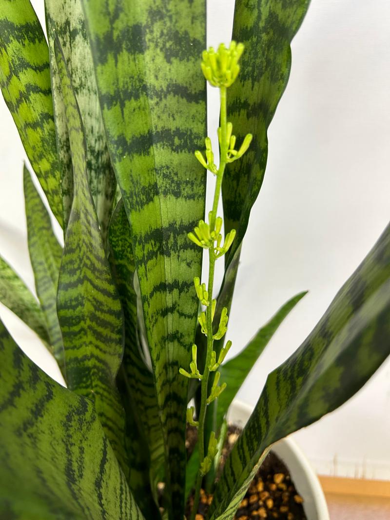 珍しい花が咲きました