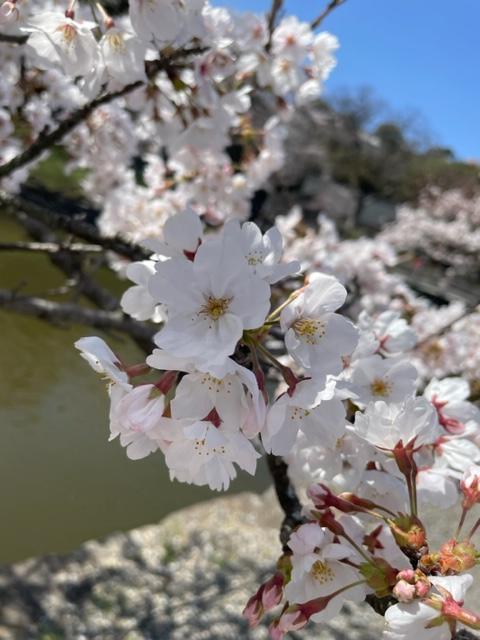 今年の桜は～はや満開(*^^)