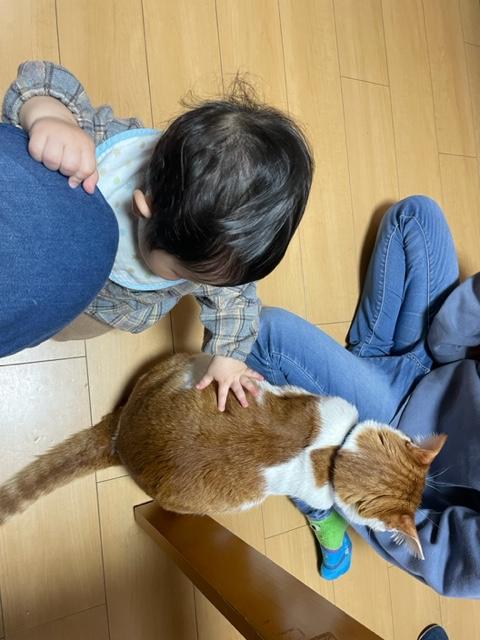 愛猫すぅ～と遊ぶ？？