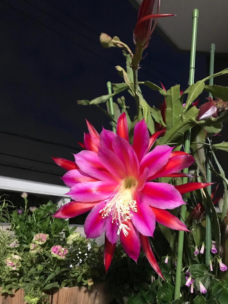 待ってました！　～クジャクサボテンの花～