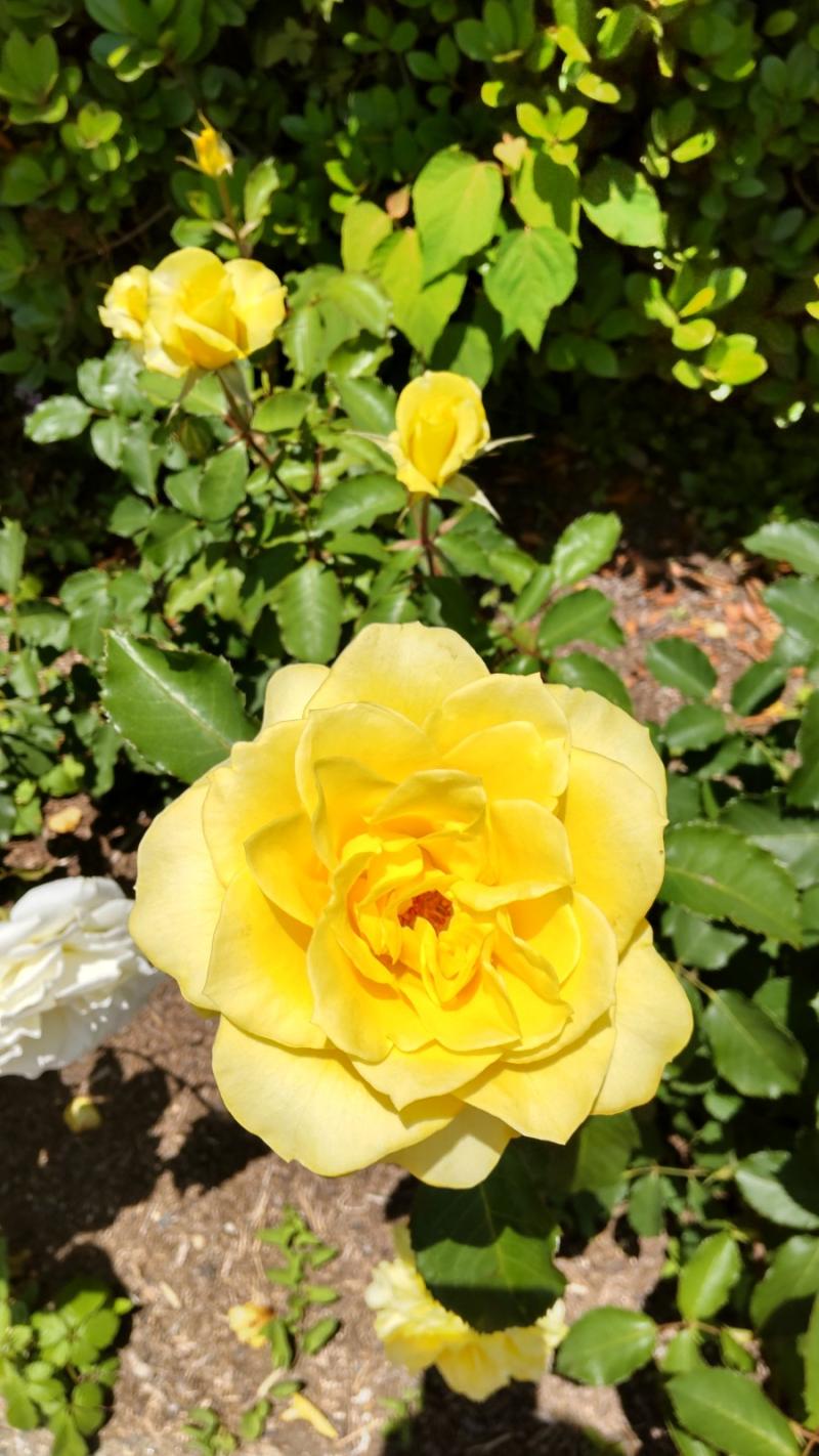 薔薇園散策