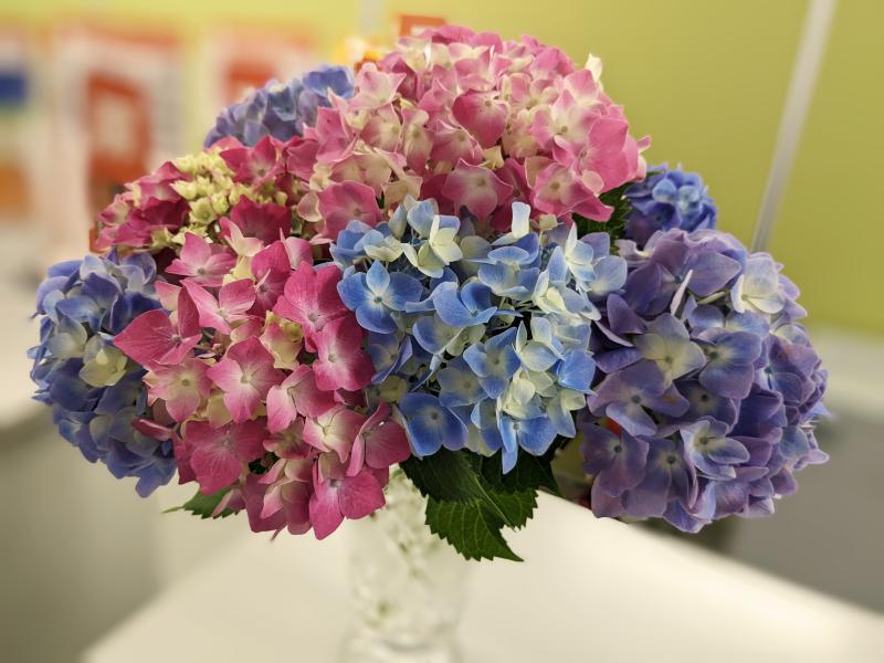 梅雨のお楽しみ🌸紫陽花