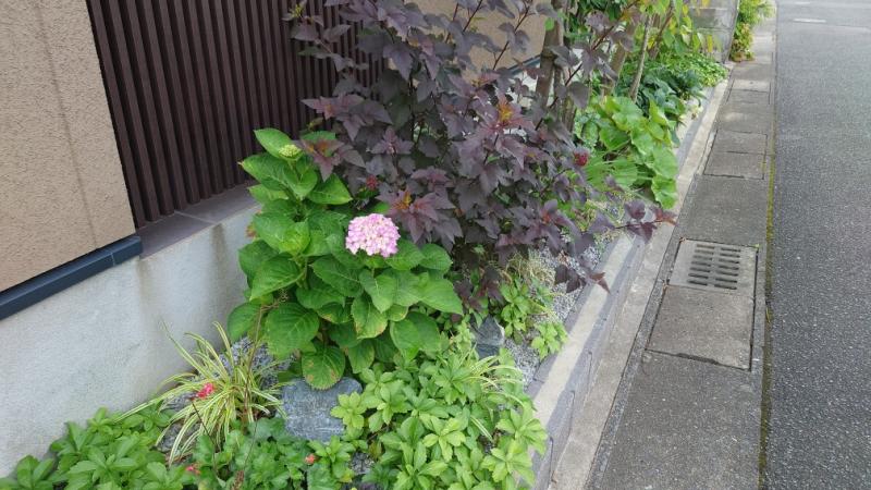 梅雨入りですね　～コナパン３世の日記