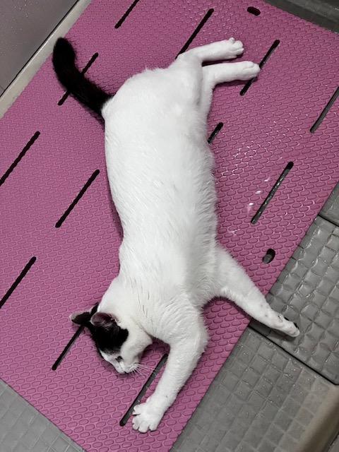 れおくん