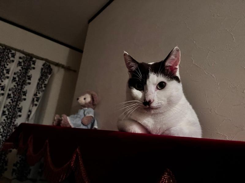 れおくん