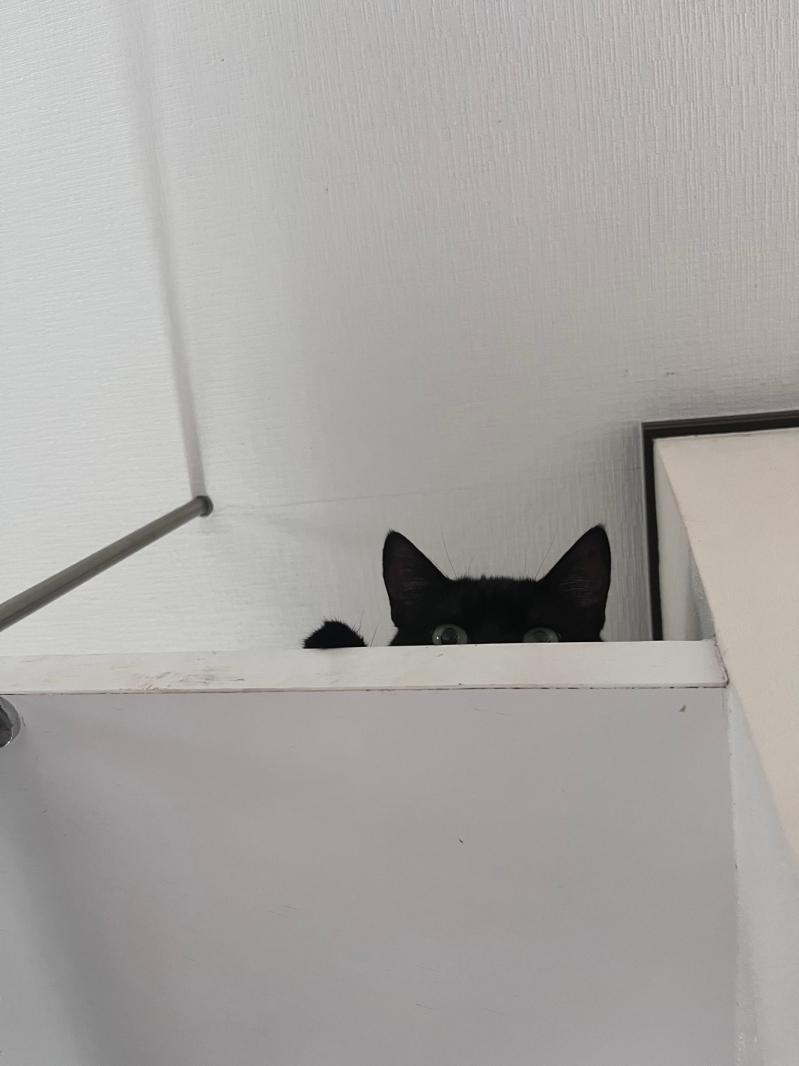 くろみちゃん