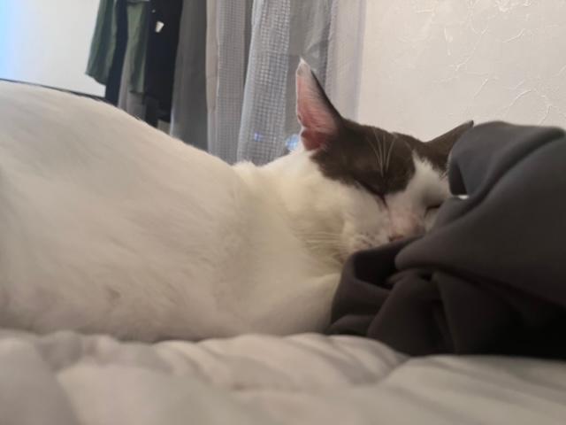 レオ君