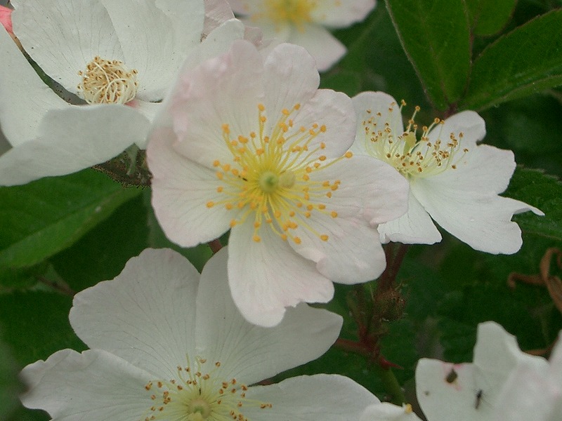 1dayリフォーム 玄関リフォーム リシェント サッシ ガラス インプラス シャッター 雨戸のことなら北九州市小倉南区の小倉トーヨー住器へ