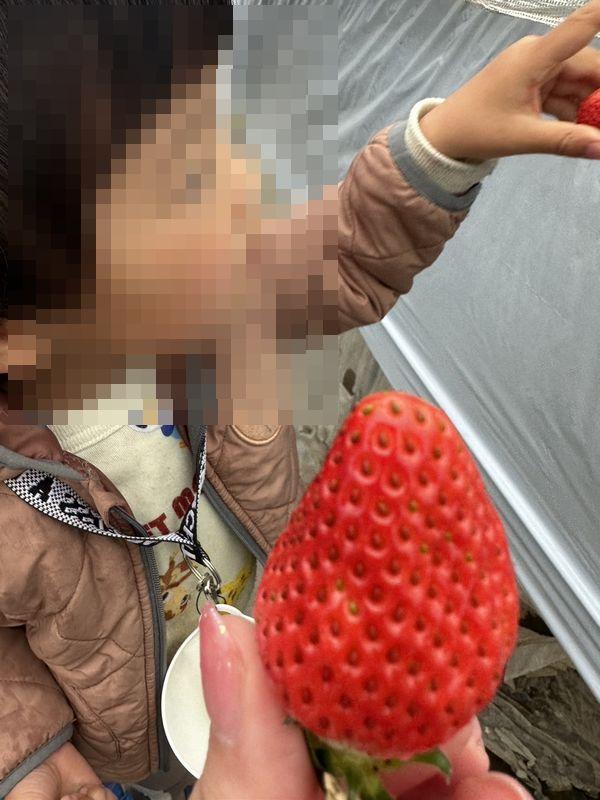 いちご狩り