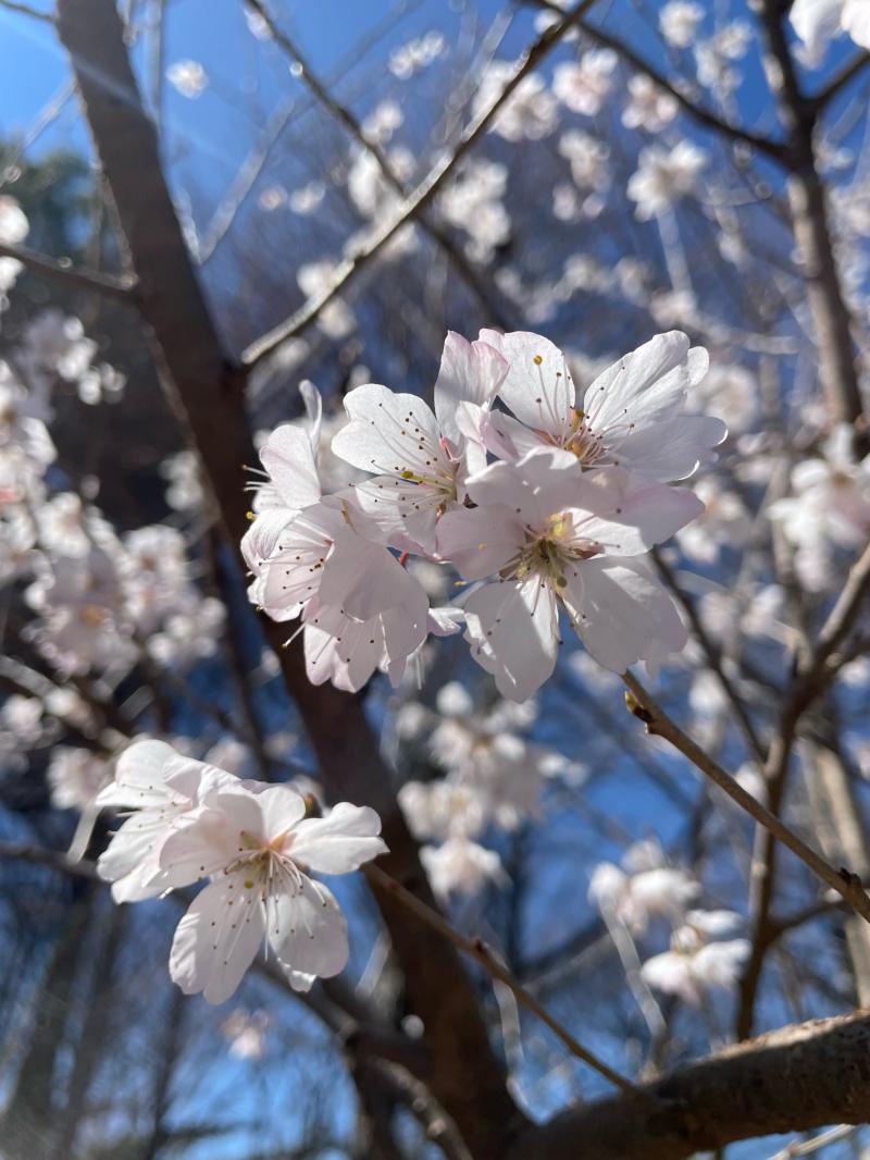 桜🌸