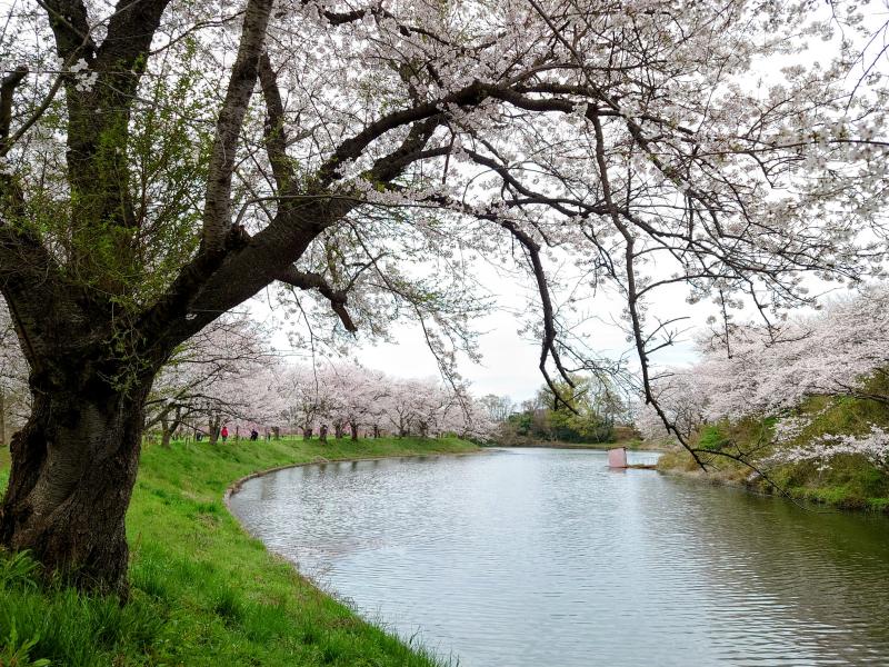 🌸福岡堰の桜並木🌸