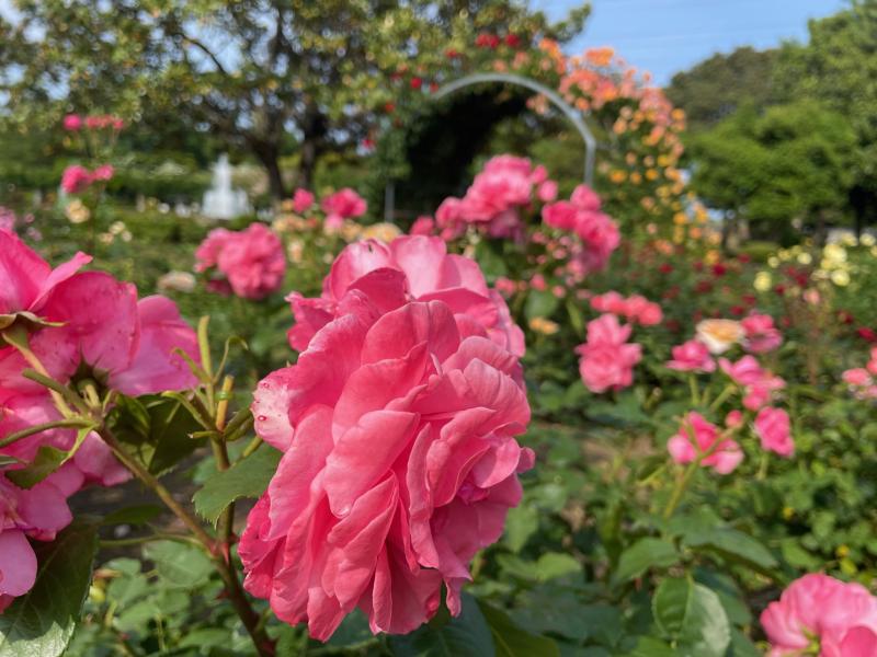 茨城県植物園🌹