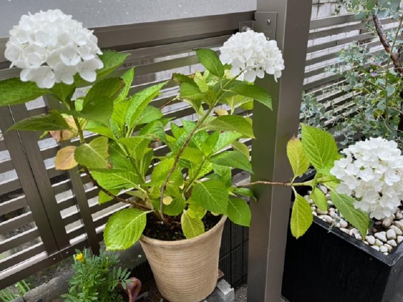 明日ですよ☆