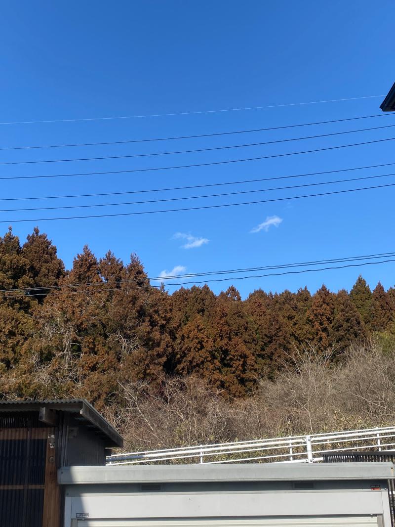 花粉