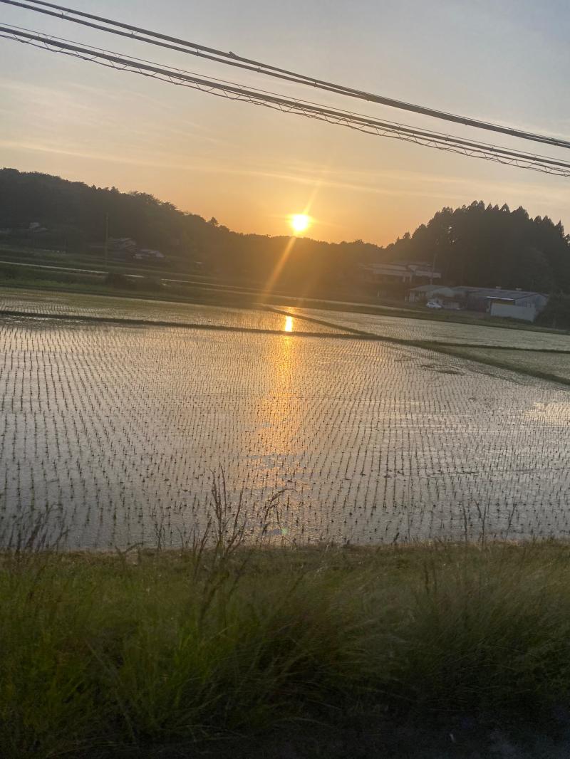 田植えの季節