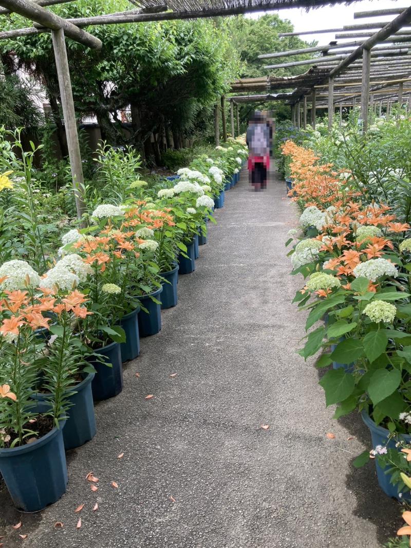 筥崎宮　花公園