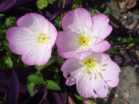 サッシ インプラスのご相談は山梨県のｌｉｘｉｌｆｃマドリエ北杜