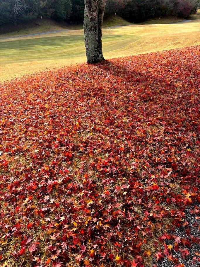 すっかり紅葉