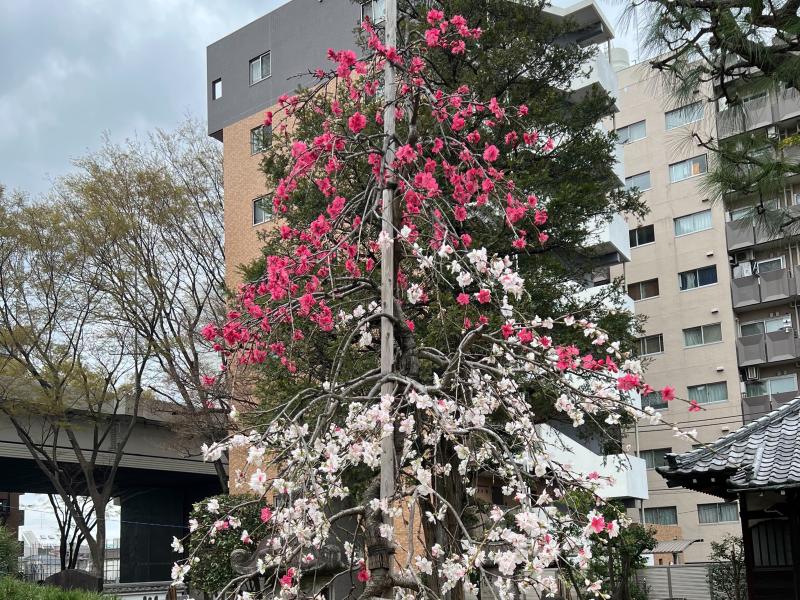お墓参り