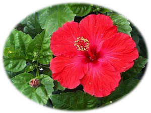 福岡市及びその近隣で省エネ住宅エコポイント対応のリクシル取付玄関ドア リシェント サッシ インプラス バスルーム キッチン トイレ 太陽光 木製建具をご提案するサイトです お見積もりは無料