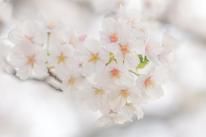 🌸桜の開花🌸