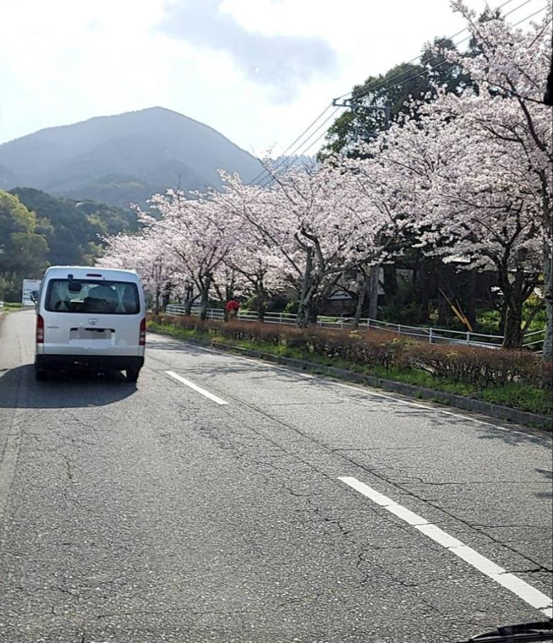 🌸福岡の桜・満開🌸