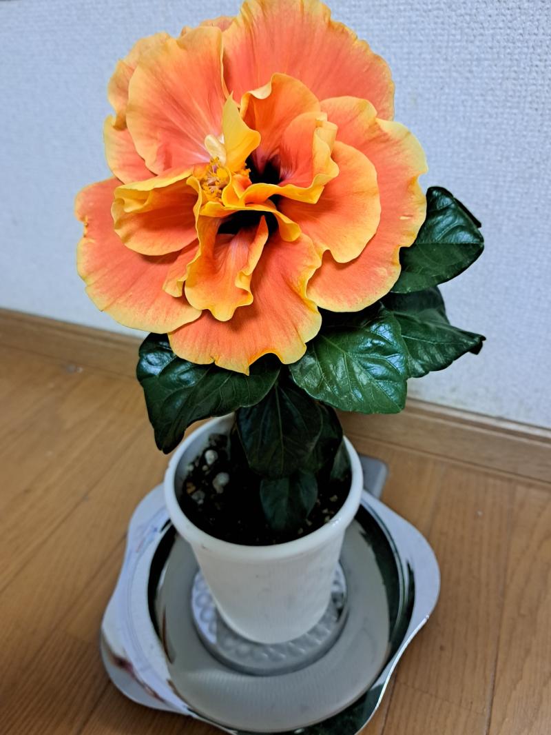 ハイビスカス