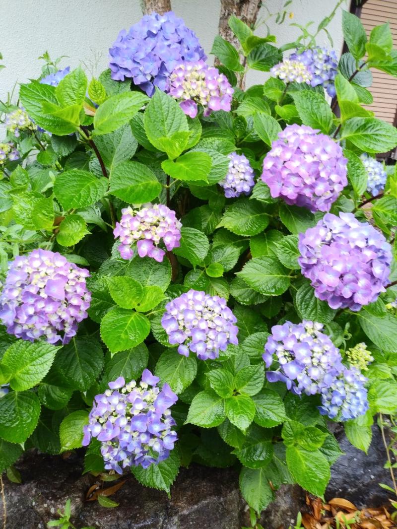 紫陽花