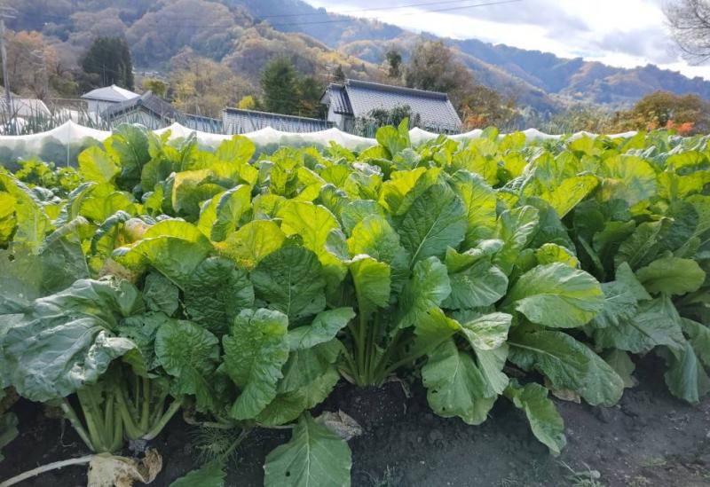 家庭菜園　収穫時期