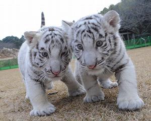 サッシ インプラスのご相談は鹿児島県のｌｉｘｉｌｆｃマドリエ鹿児島中央