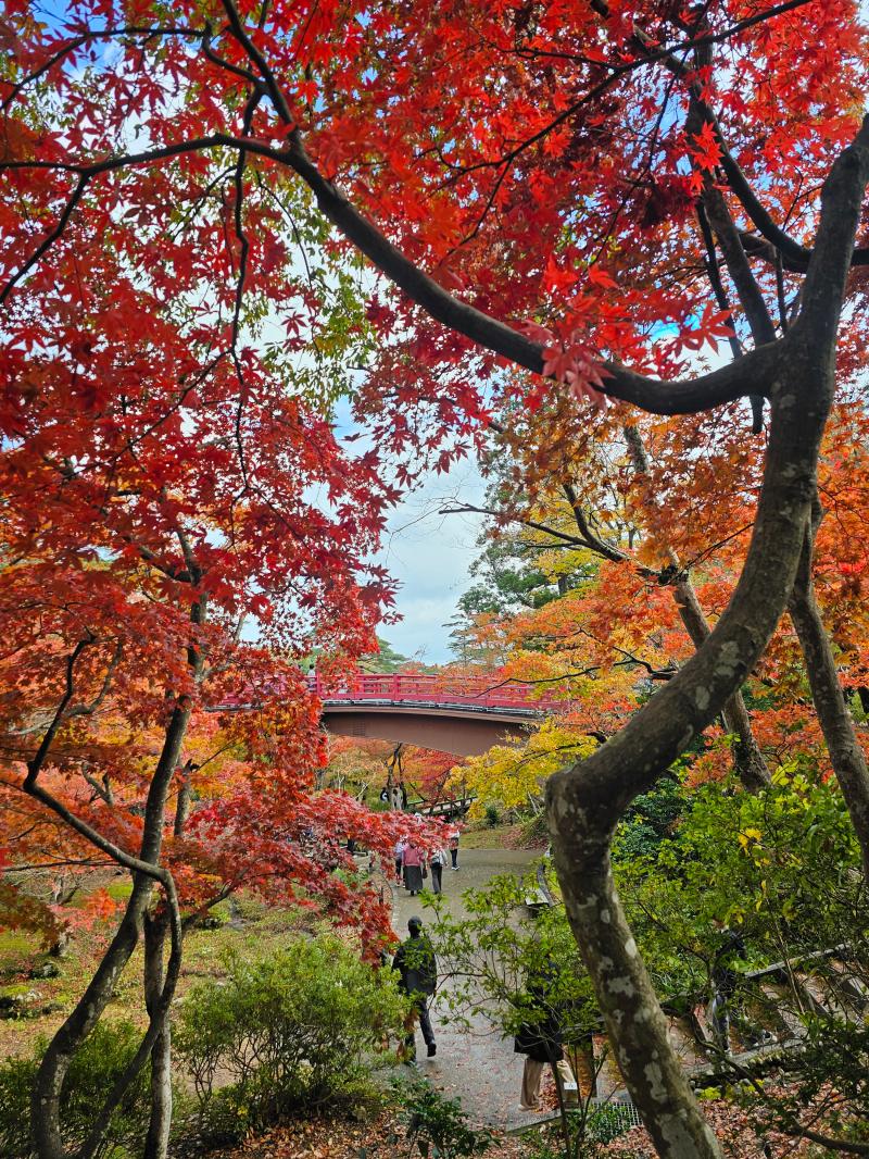 紅葉