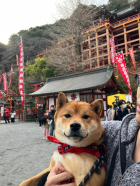 初詣に行ってきました😊 末次トーヨー住器のブログ 写真4