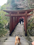 初詣に行ってきました😊 末次トーヨー住器のブログ 写真2