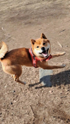 初詣に行ってきました😊 末次トーヨー住器のブログ 写真5