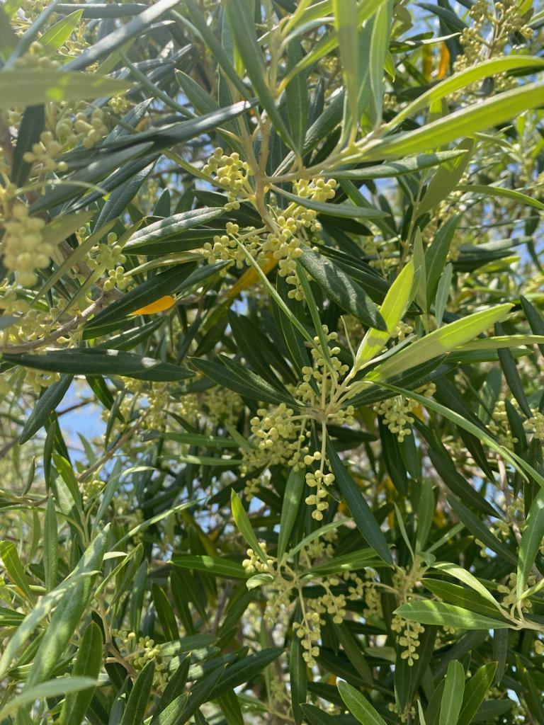 初夏を通り越して夏・・・