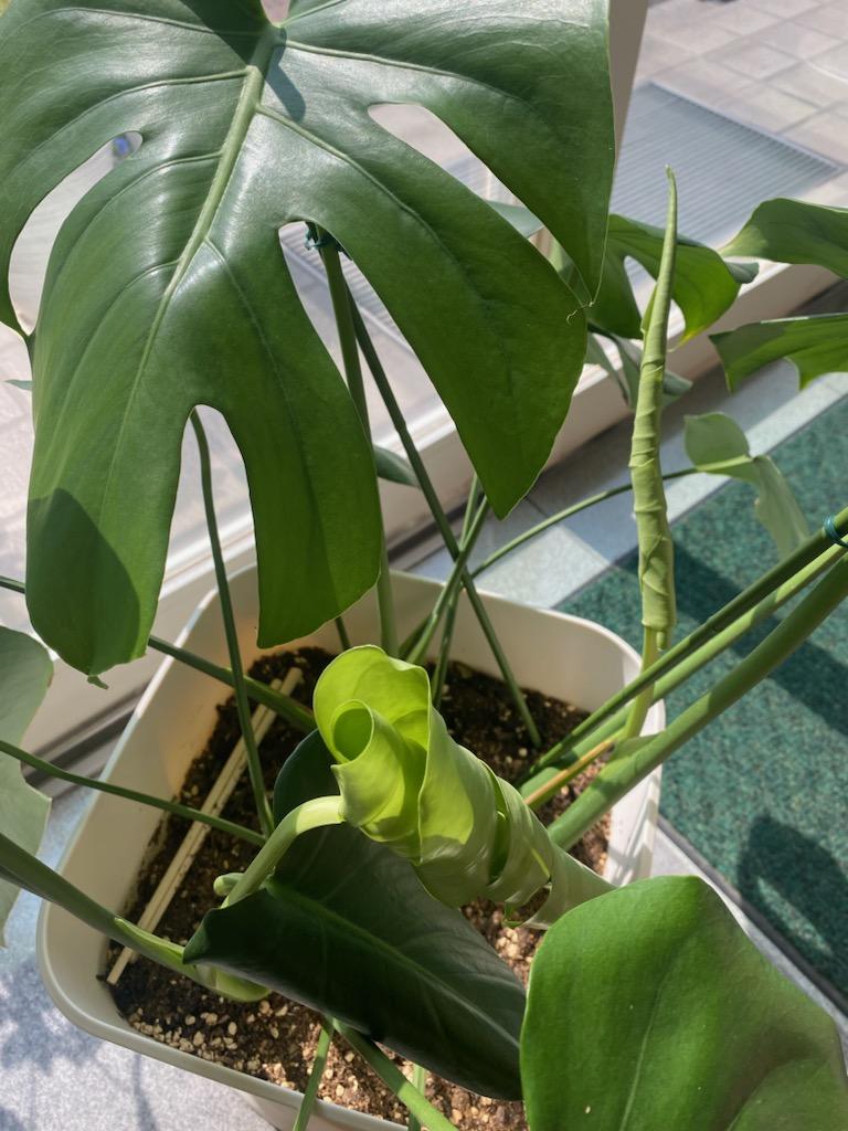観葉植物たちがニョキニョキと・・・