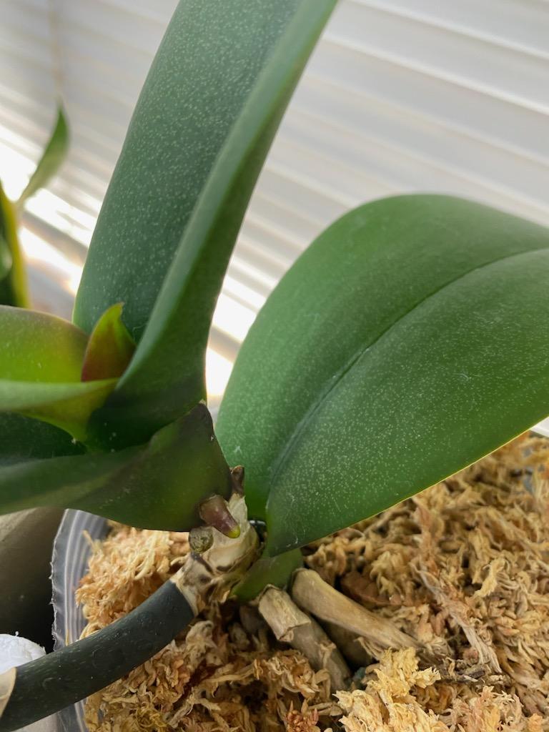 事務所の植物たち・・・