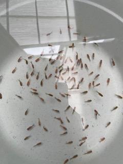 ピンポンパールの稚魚