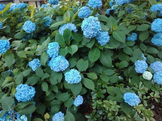 ★紫陽花★