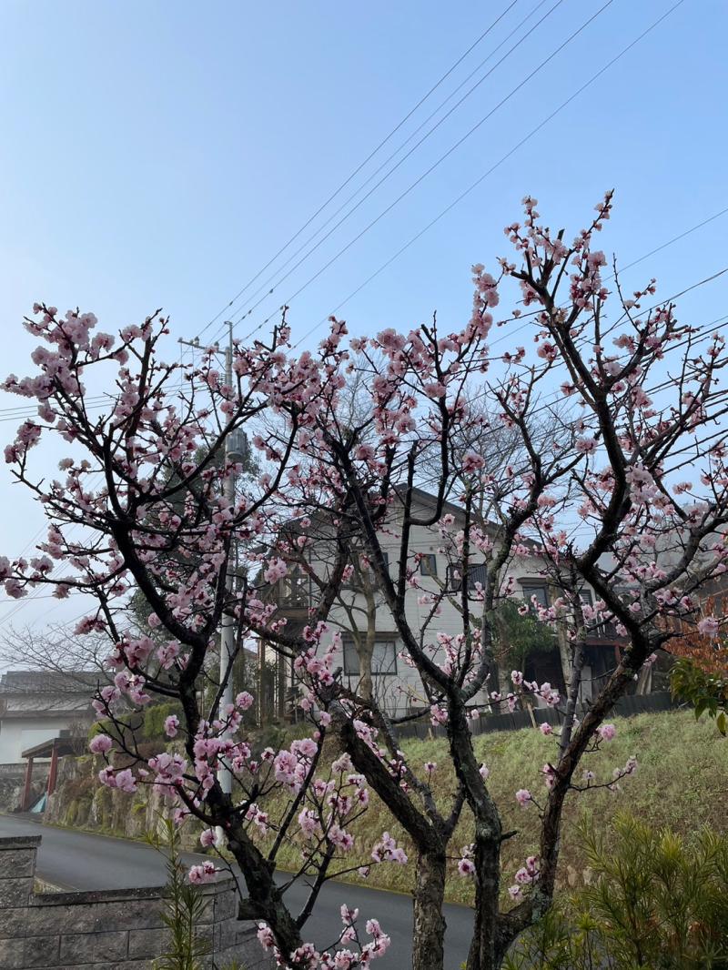 もうすぐ春ですねぇ