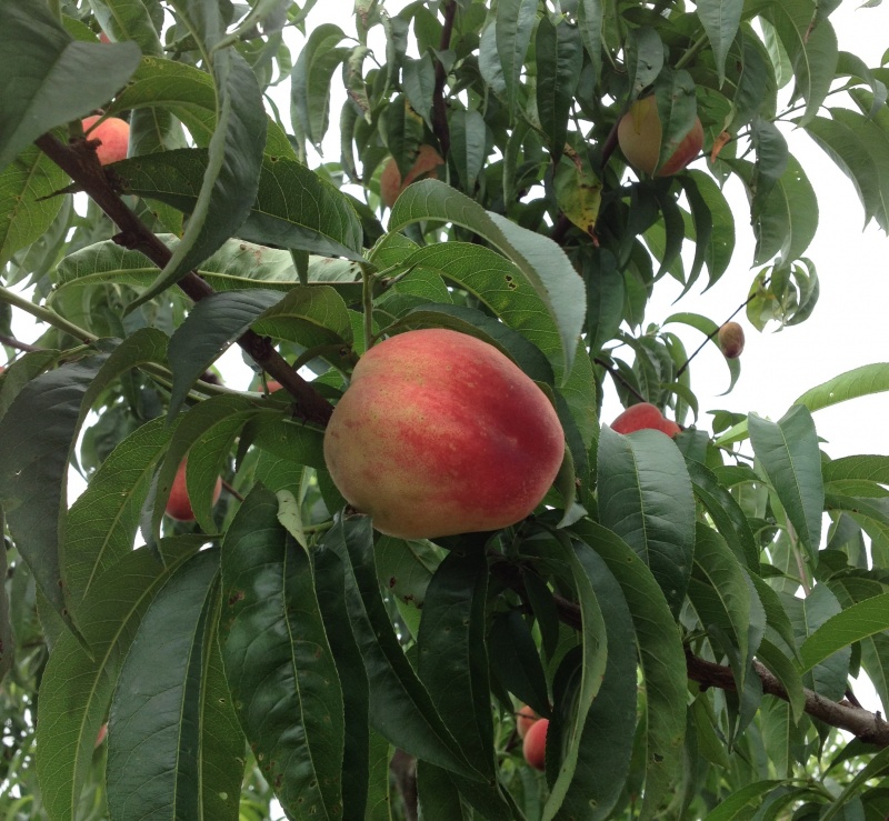 座間市 大和市 厚木市 海老名市 綾瀬市 相模原市ほか神奈川県央地域のサッシ窓ドア取付 修理 各種リフォームはlixil Fc マドリエ座間へ