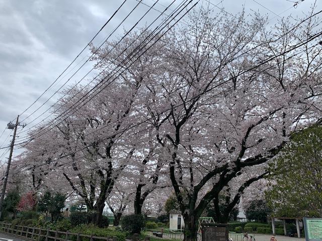 そろそろ満開