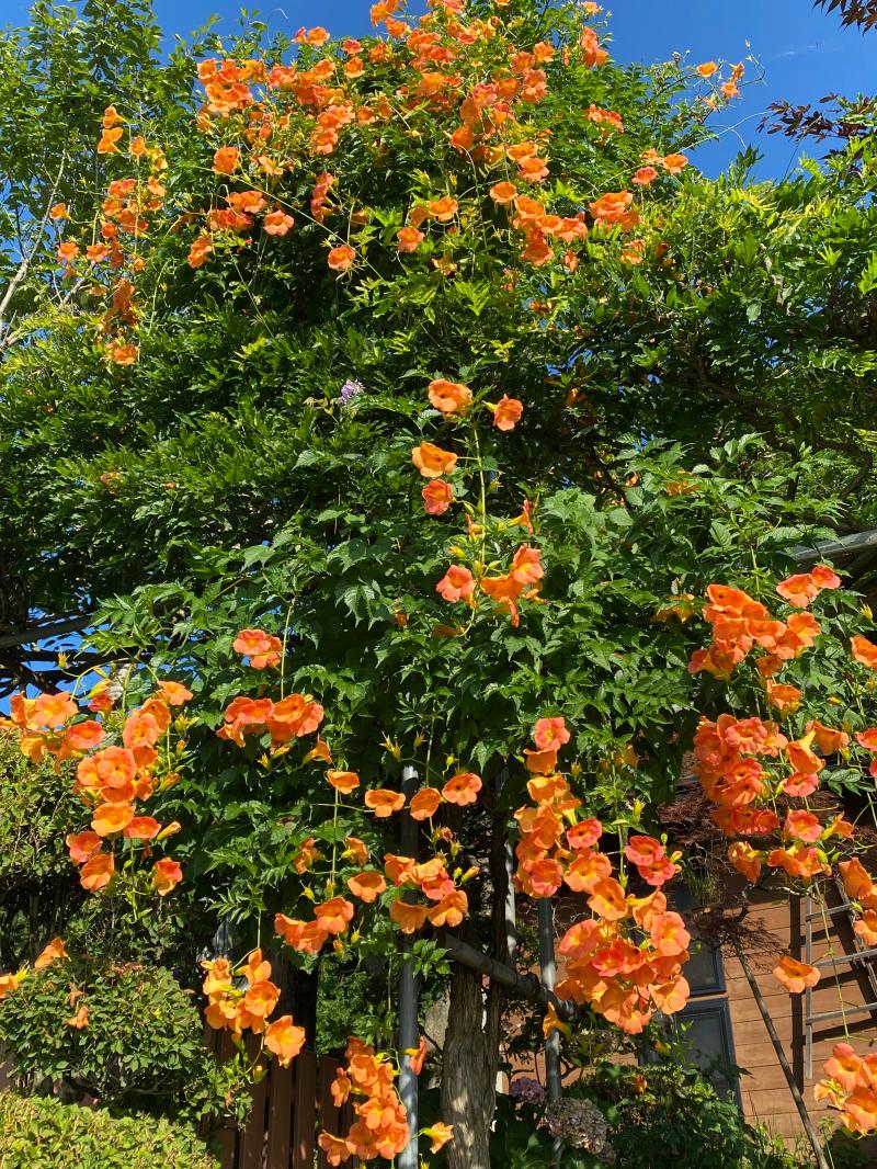 ノーゼンカズラ（凌霄花）