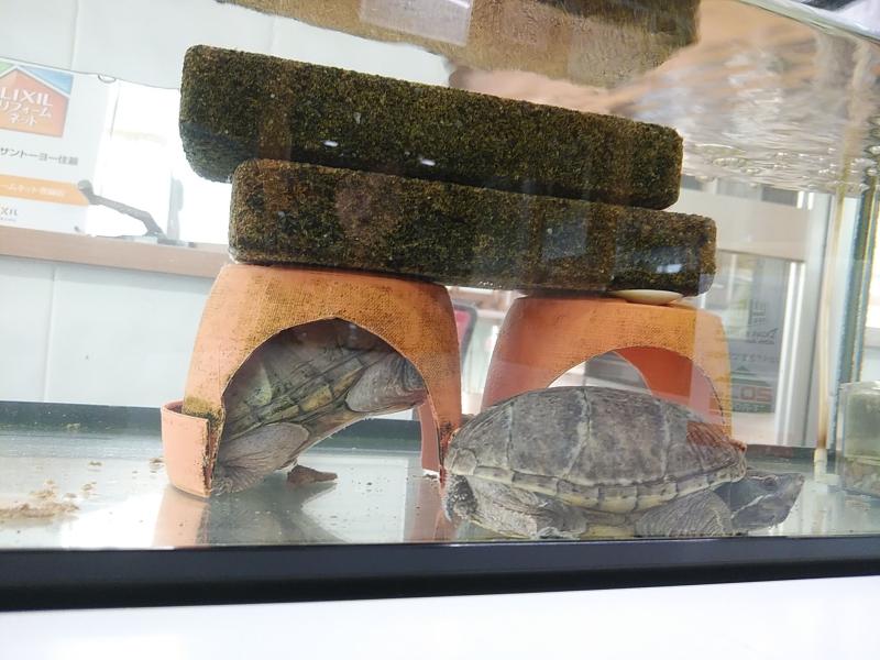 今月の🐢