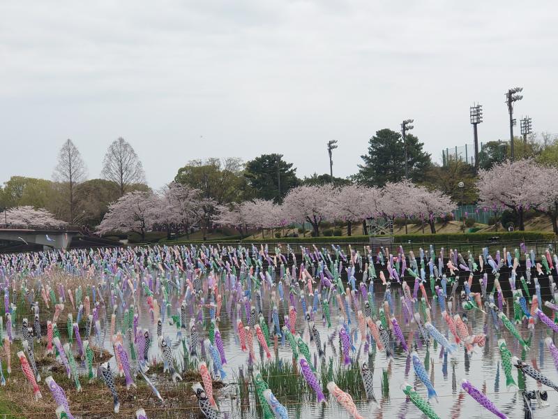 ２０２３年　館林の鯉のぼり
