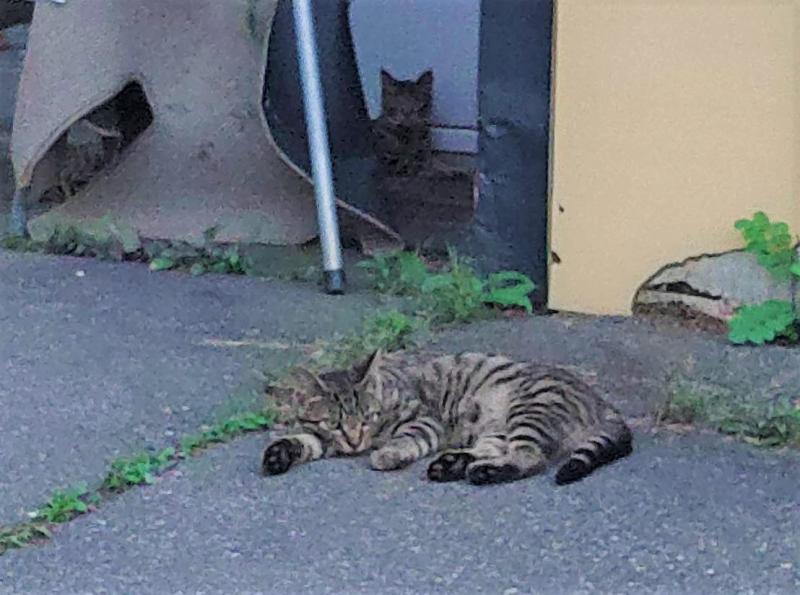 念願の！！