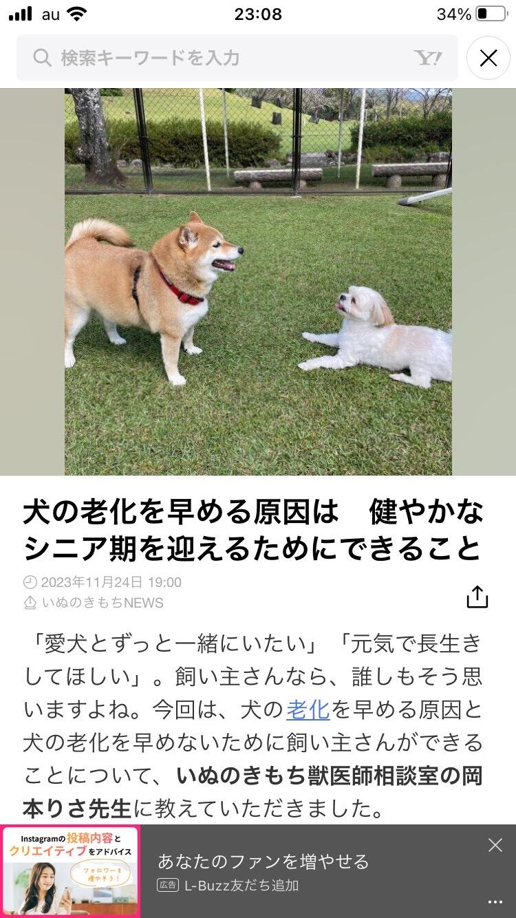 🌸豆柴？さくらの成長日記🌸オモチちゃんと！