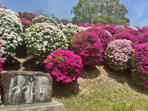 つつじ開花状況 SHL呉のブログ 写真1
