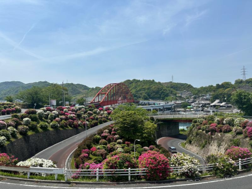 つつじ開花状況 SHL呉のブログ 写真2