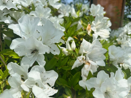 つつじ開花状況 SHL呉のブログ 写真3